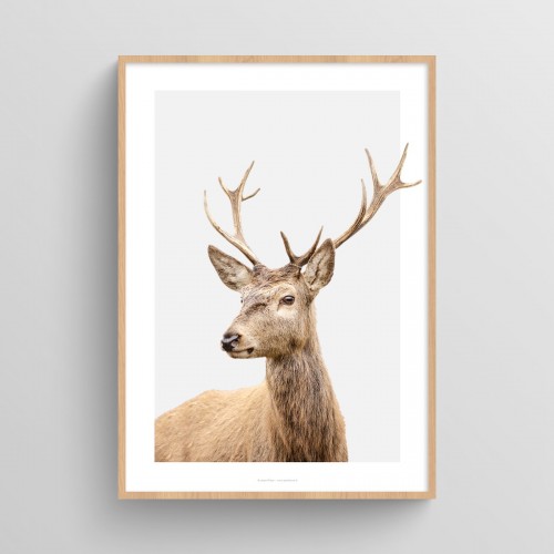 Poster Cerf : affiche photo couleur d'un cerf sur fond pastel Gris pastel JPG (fichier à imprimer soi-même)