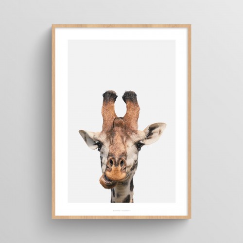 Poster Girafe : affiche photo couleur d'une tête de girafe sur fond pastel Gris pastel JPG (fichier à imprimer soi-même) - Poster personnalisable sur mesure