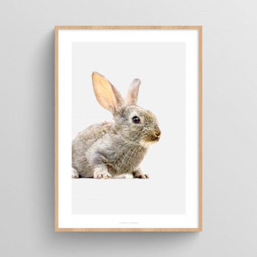 Affiche Lapin chambre de bébé : photo de lapereau sur fond pastel Gris pastel JPG (fichier à imprimer soi-même)