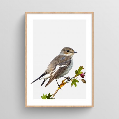 Affiche Oiseau : poster photo de petit oiseau sur fond pastel Gris pastel JPG (fichier à imprimer soi-même) - Poster personnalisable sur mesure