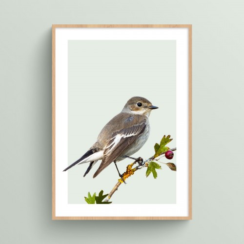 Affiche Oiseau : poster photo de petit oiseau sur fond pastel