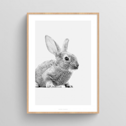 Poster Lapin chambre de bébé : photo noir & blanc d'un petit lapin