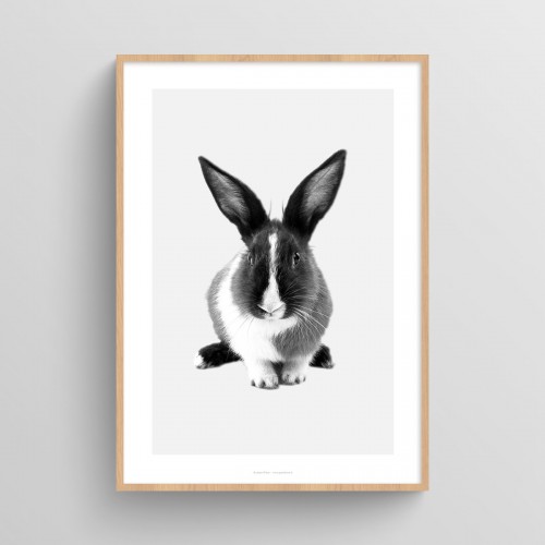 Affiche Lapin : poster photo noir et blanc de lapin